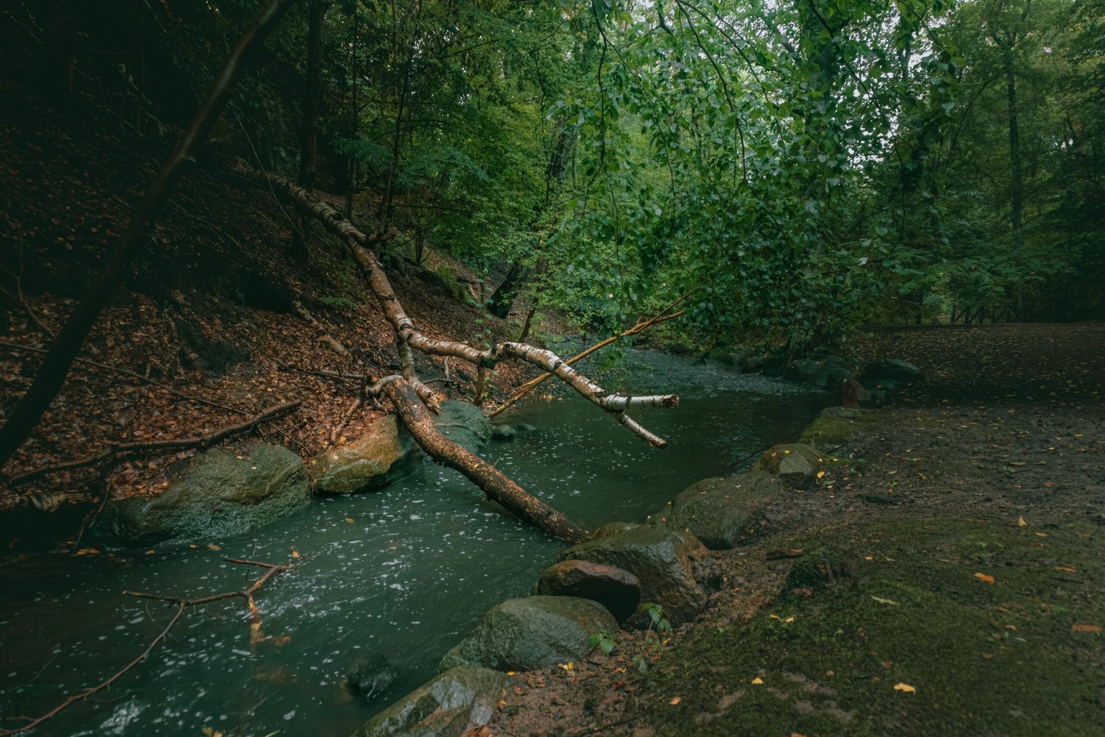 A tranquil stream flowing through a lush green forest with fallen leaves and branches.